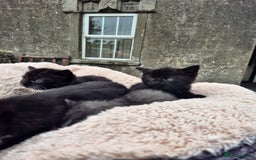 Mixed Breed cats for sale: 2 Beautiful b+w kittens Ready Now ( 2 left) - Image 10