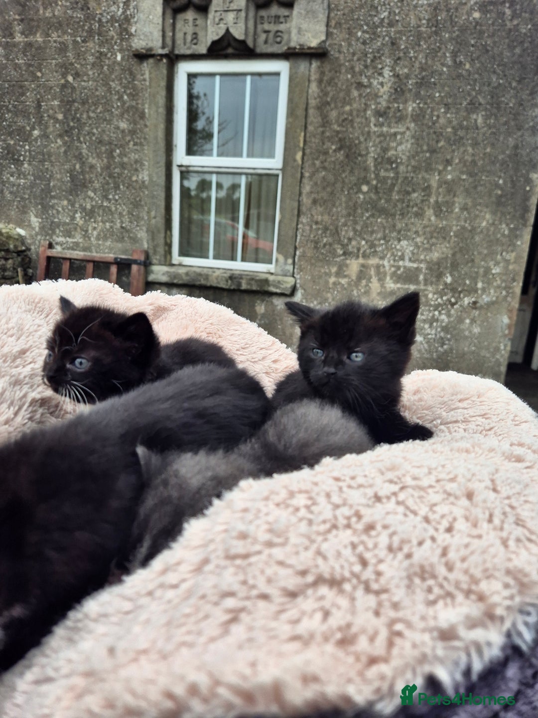 Mixed Breed cats for sale: 2 Beautiful b+w kittens Ready Now ( 2 left) - Image 10