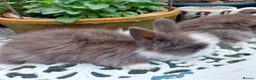 Lionhead rabbits for sale: PURE BRED DOUBLE LION HEAD BABIES  - Advert 11