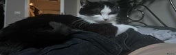 Domestic Shorthair cats for sale: tuxedo kitty - Advert 6