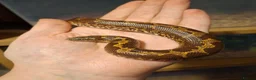 Boa Snake reptiles for sale: Kenyan Sand boa Male - Advert 1