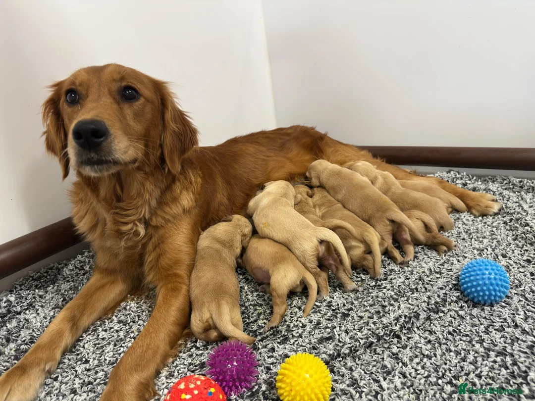 Golden Retriever dogs for sale: 🏆KC FCI DAD Titled Champion Health Certificated - Advert 1