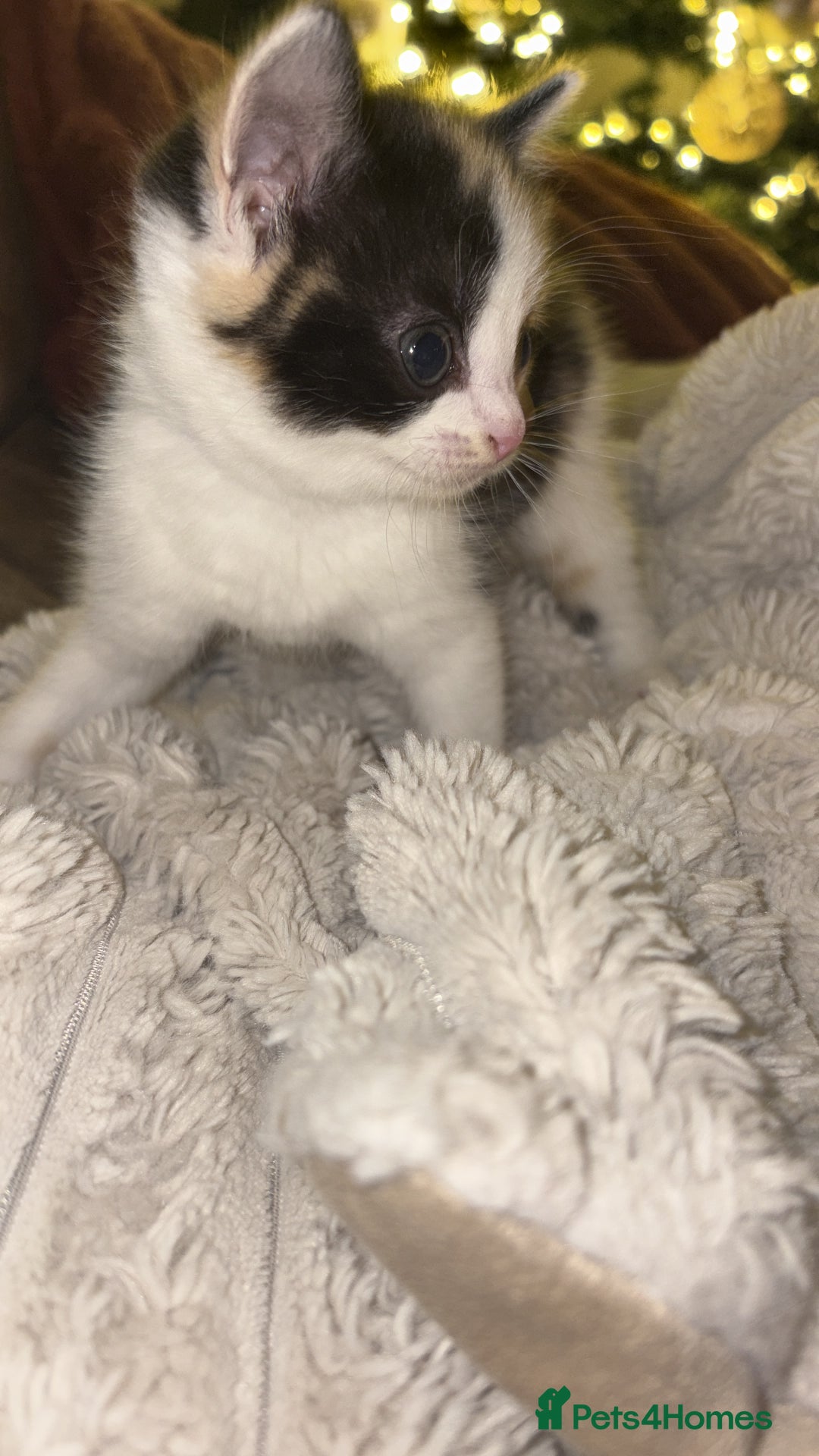 British Shorthair cats for sale: Beautiful kittens 3 girls 1 boy  - Advert 8