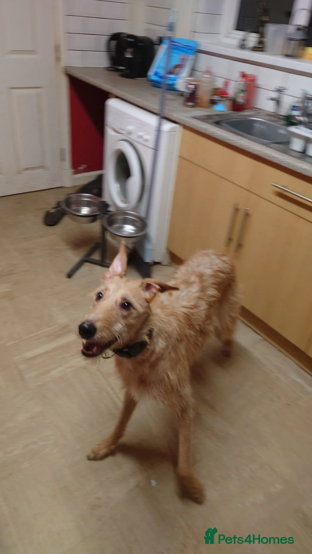 Lurcher dogs for sale: Loki, gorgeous lurcher in Leek - Advert 1