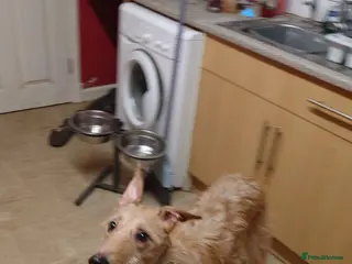 Lurcher dogs Loki, gorgeous lurcher - Advert 1