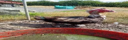 Ducks poultry for sale: Selection of 4 Muscovy drakes in Towcester - Advert 3