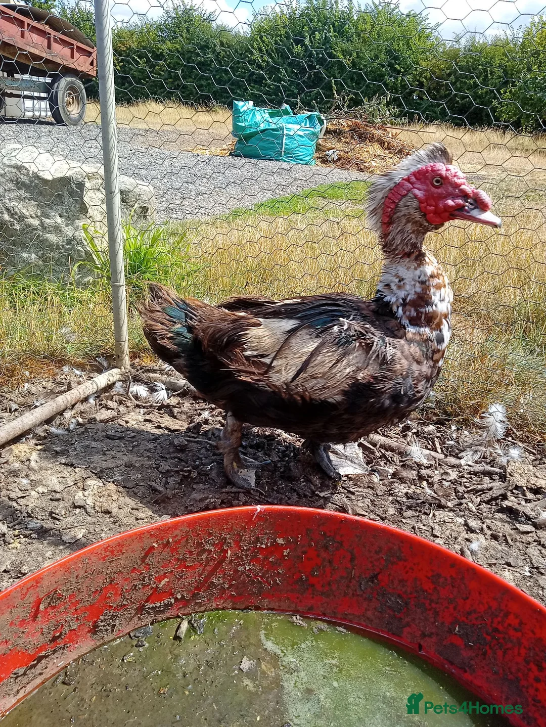 Ducks poultry for sale: Selection of 4 Muscovy drakes in Towcester - Advert 3