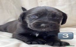 Mixed Breed dogs for sale: Outstanding sprollies pups for sale  - Image 27