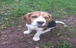 Beagle dogs for sale: 7 month old Beagle for rehoming  - Image 2