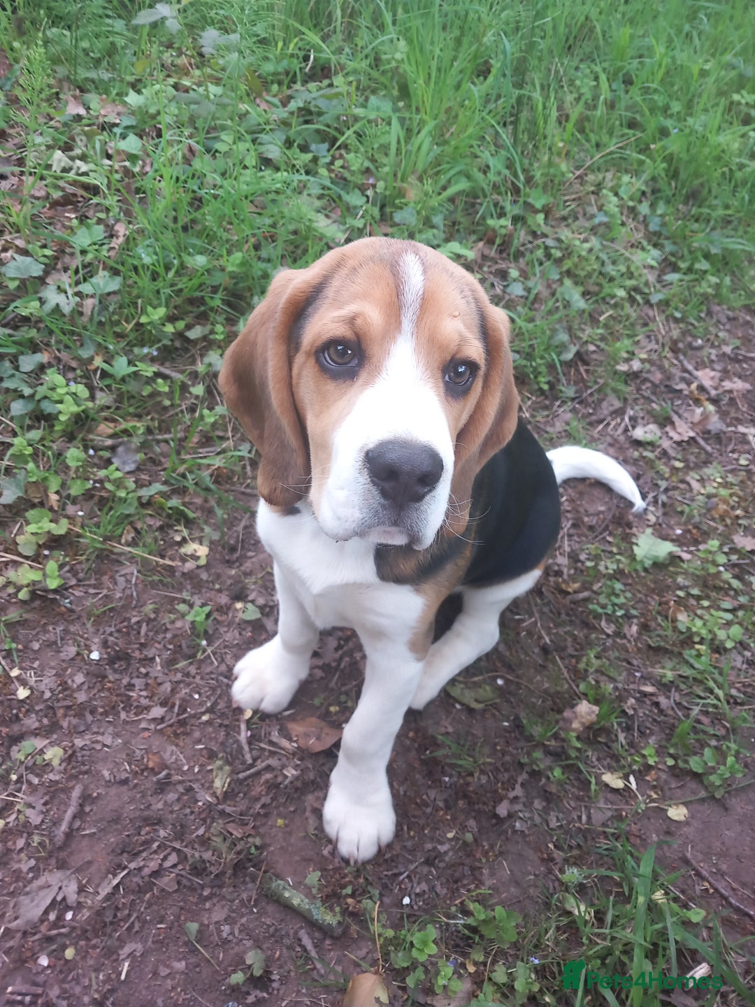 Beagle dogs for sale: 7 month old Beagle for rehoming  - Image 2