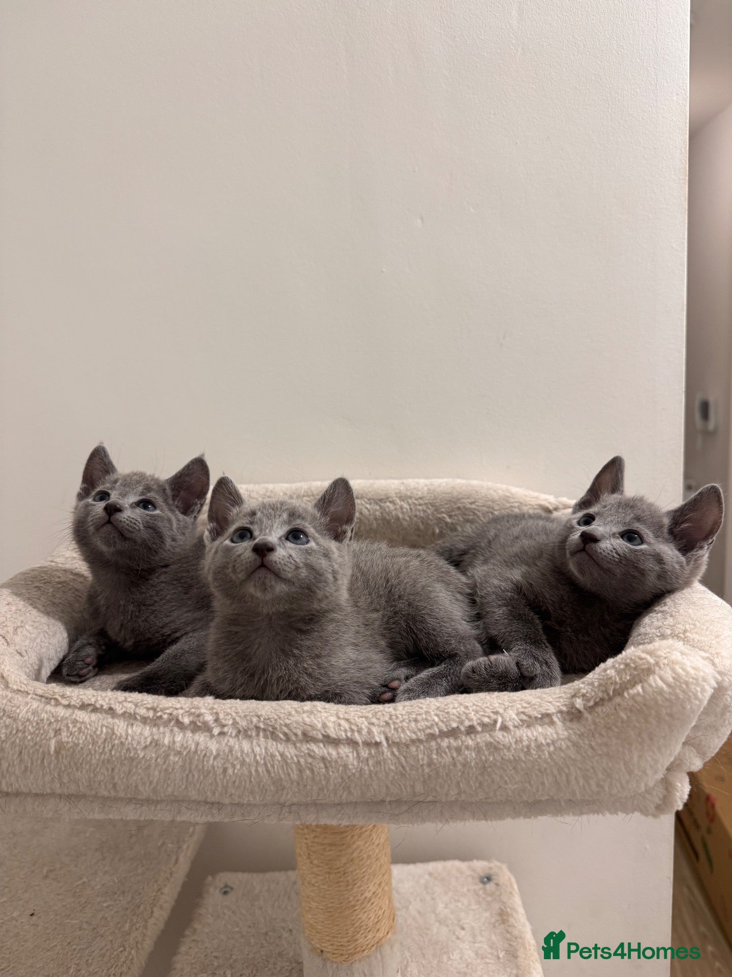 Russian Blue cats ✨ Beautiful Pedigree Russian Blue Kittens ✨ - Advert 13