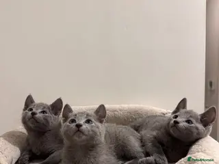 Russian Blue cats ✨ Beautiful Pedigree Russian Blue Kittens ✨ - Advert 13