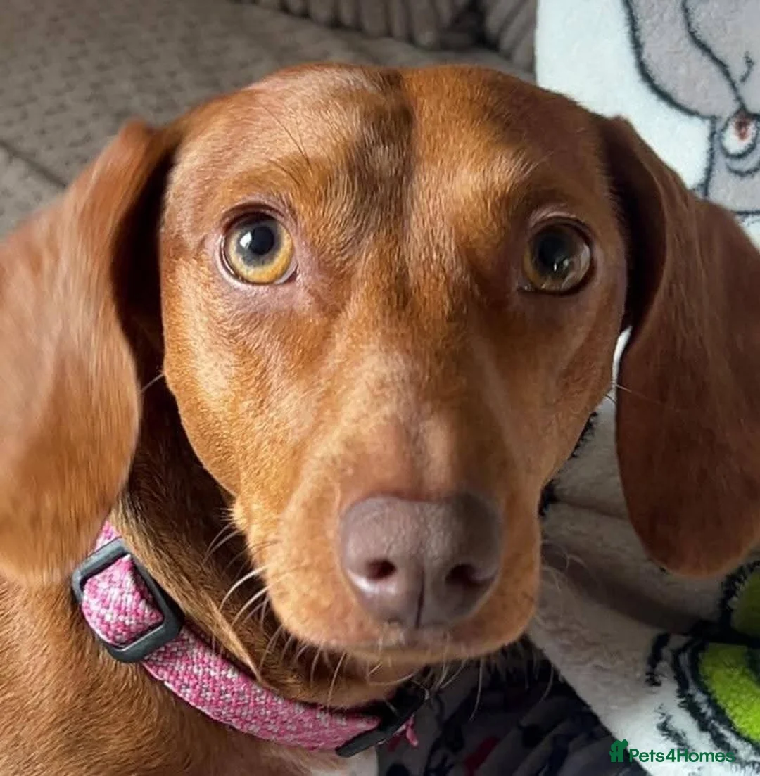 Miniature Dachshund dogs for sale: Miniature Dachshund Pups - Advert 2