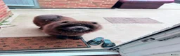 Chow Chow dogs for sale: Pluto in Towcester - Advert 3