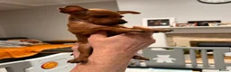 Miniature Pinscher dogs for sale:  Beautiful Purebred Miniature Pinscher Puppies  in Wakefield - Advert 15