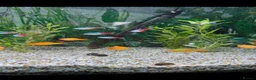 Live Bearers fish for sale: Fluval Tropical Aquarium Complete Setup in Tiverton - Advert 1
