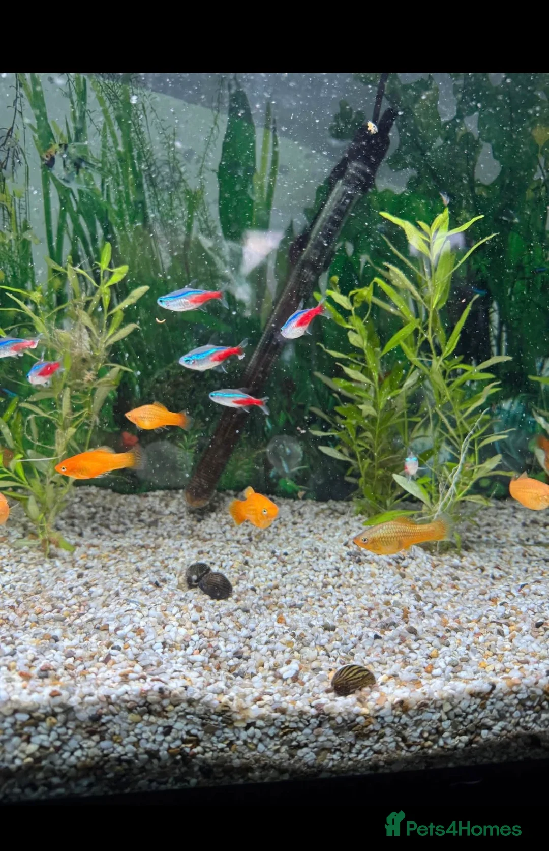 Live Bearers fish for sale: Fluval Tropical Aquarium Complete Setup in Tiverton - Advert 1
