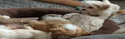 Mixed Breed dogs for sale: Adorable little bundles of joy!!  in Margate - Advert 18