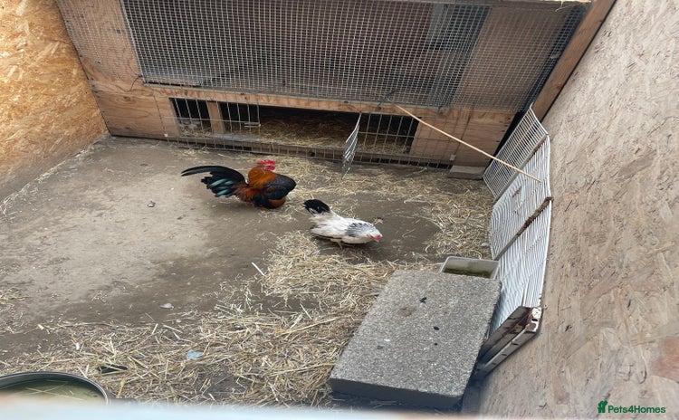 Chickens poultry - Advert 7