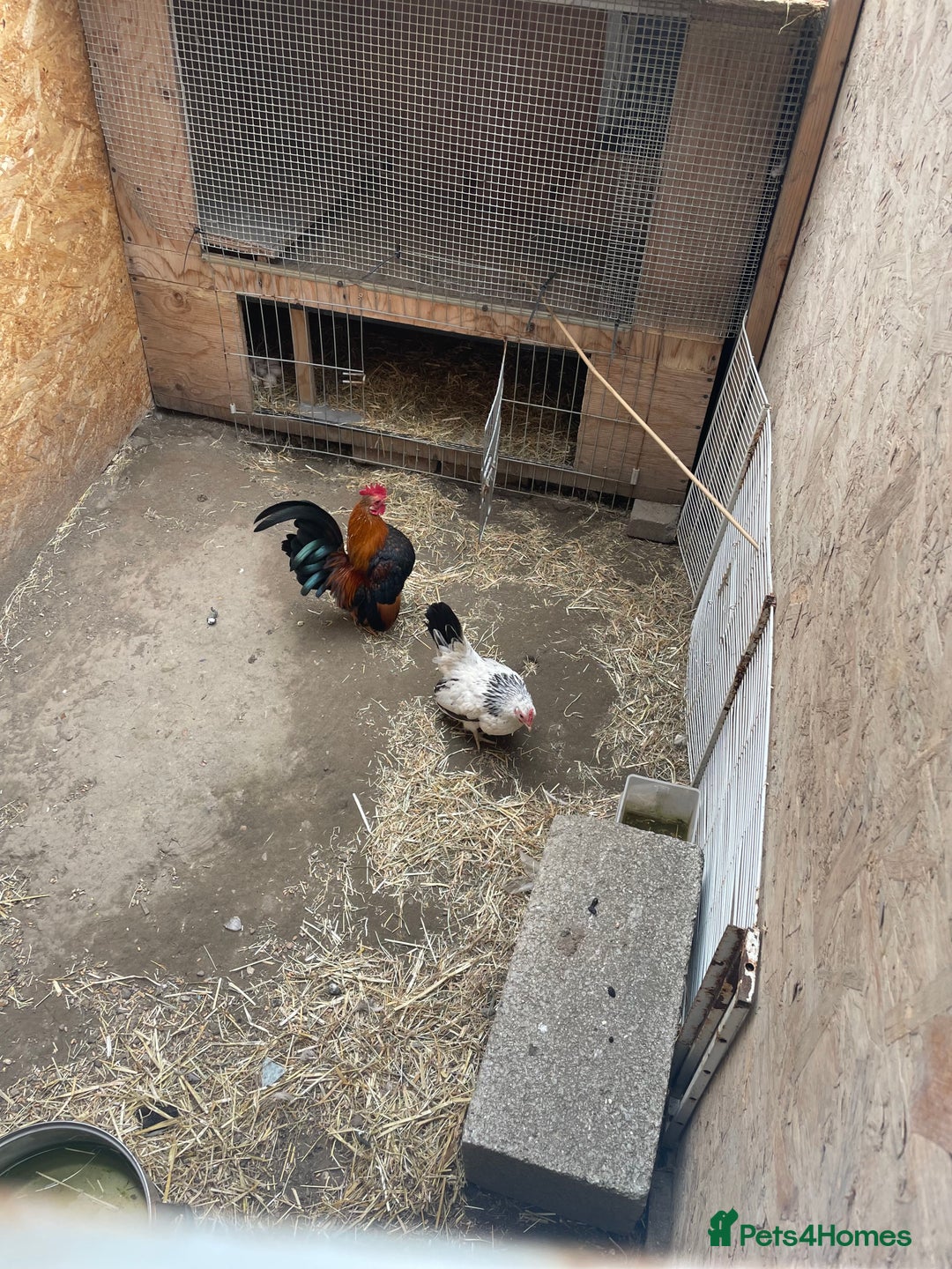 Chickens poultry for sale: Semara chickens breeding pair - Image 1