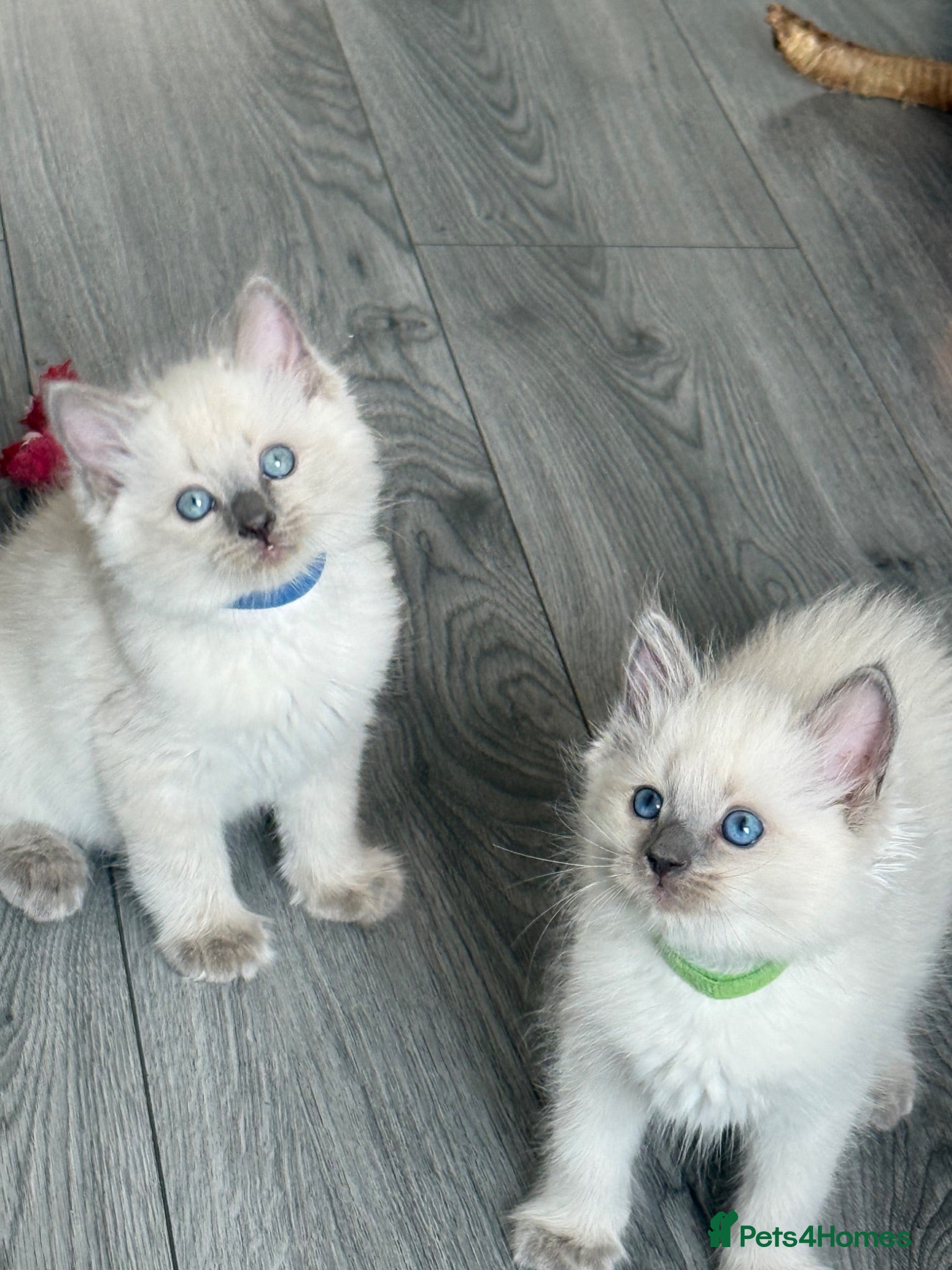 Ragdoll cats Amazing bluepoint pedigree ragdoll kittens  - Advert 2