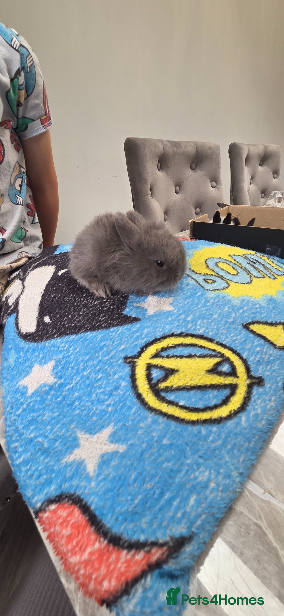 Mini Lion Lop rabbits for sale: Lionlops - Advert 7