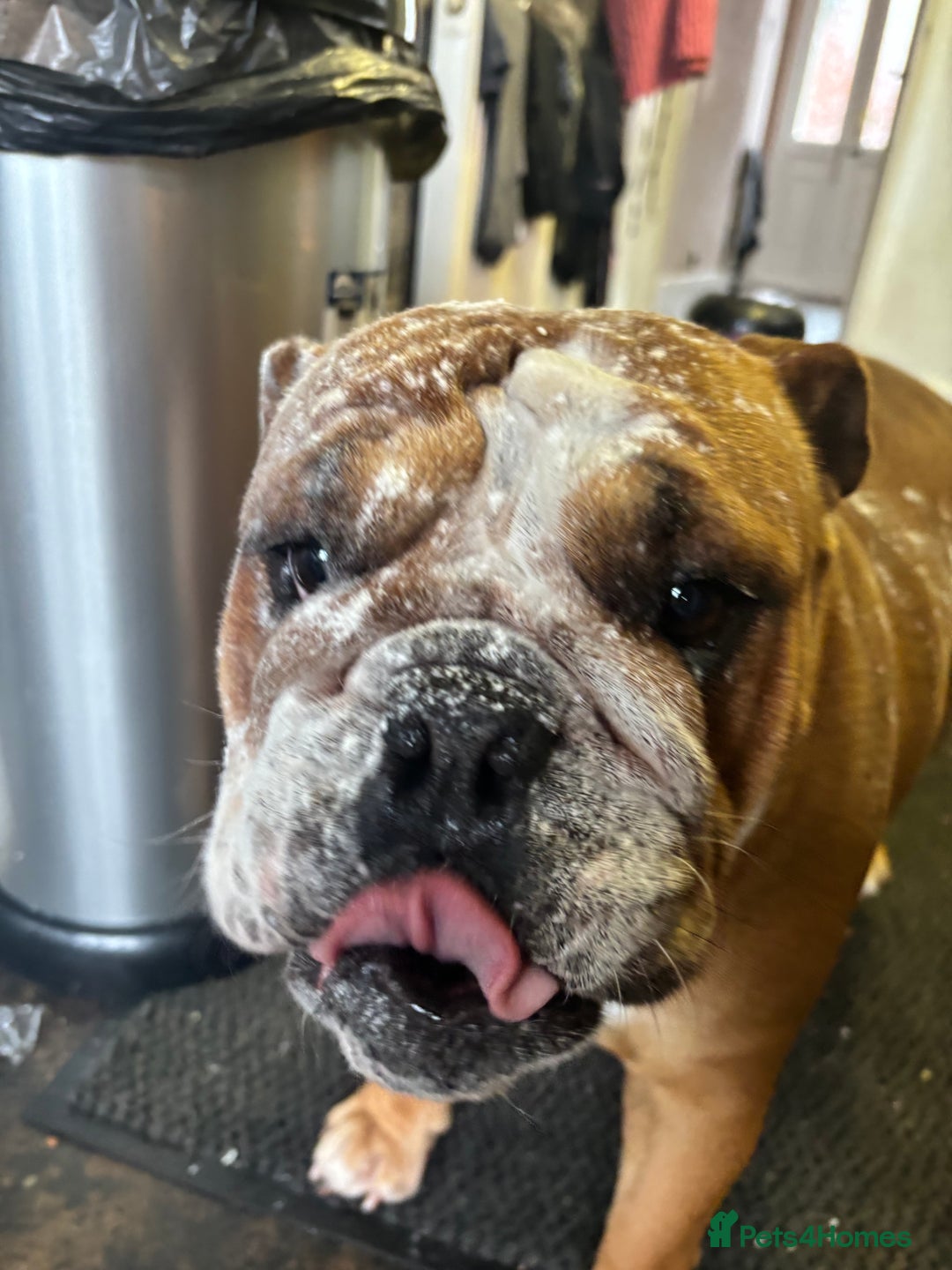English Bulldog dogs for sale: FRENCH & ENGLISH BULLDOGS  - Image 5