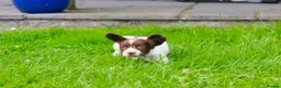English Springer Spaniel dogs for sale: Working Line Liver And White Springer Spaniels - Advert 6