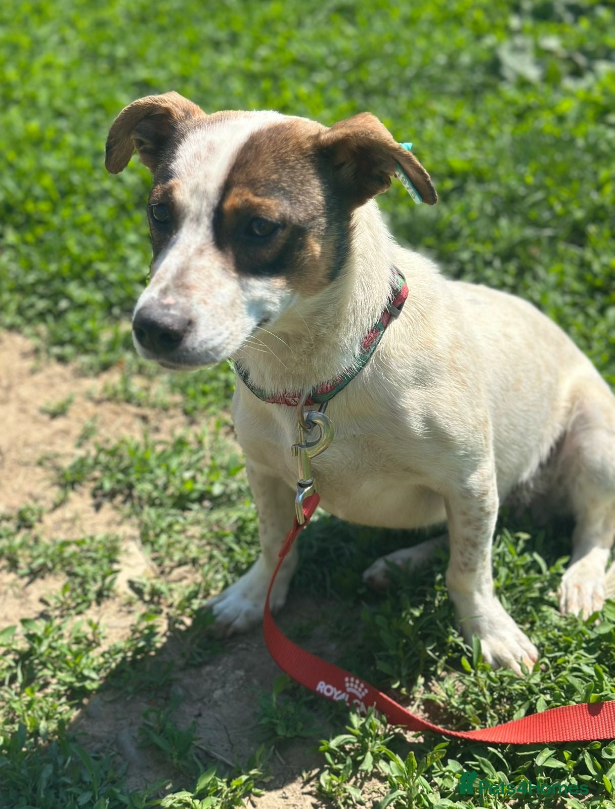 Mixed Breed dogs 💙🐶 JAZZ – HE WANTS EVERYONE TO JOIN THE FUN - Advert 1