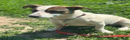 Mixed Breed dogs for adoption: 💙🐶 JAZZ – HE WANTS EVERYONE TO JOIN THE FUN - Advert 1