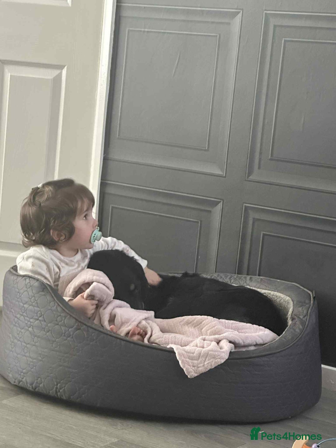 Mixed Breed dogs for sale: This jake - Advert 5