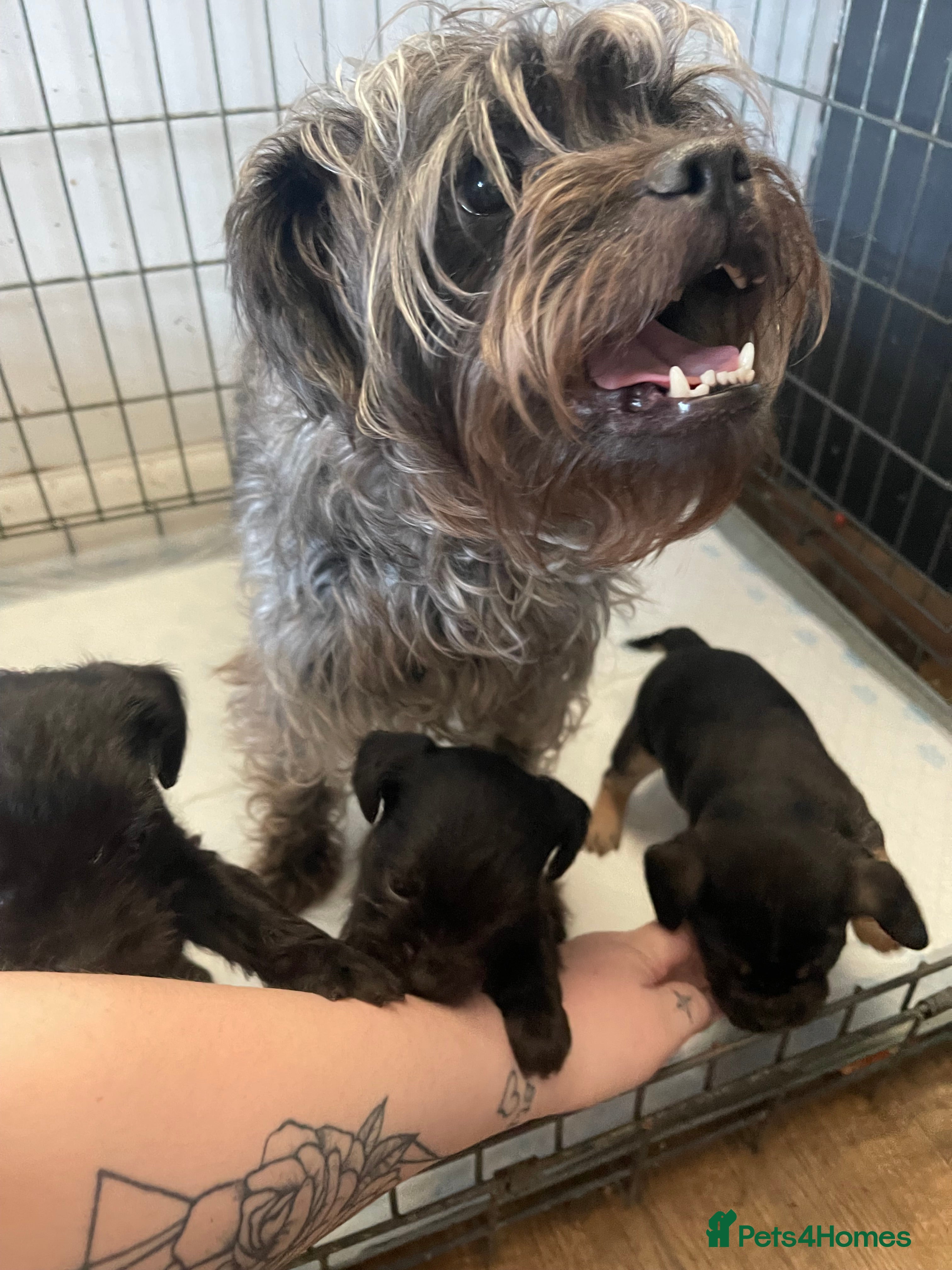 Mixed Breed dogs French yorkiepoo’s available now - Advert 3