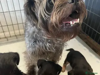 Mixed Breed dogs French yorkiepoo’s available now - Advert 3