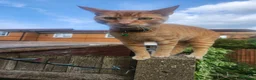 Domestic Shorthair cats for sale: 3 cats need rehoming asap  - Advert 3