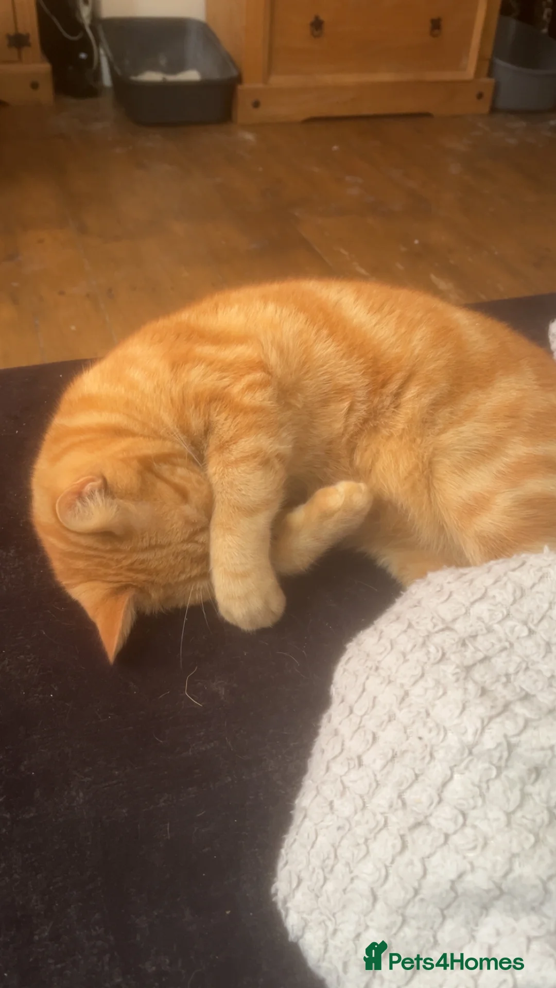 Mixed Breed cats for sale: Rehoming Cats  in Grimsby - Advert 7