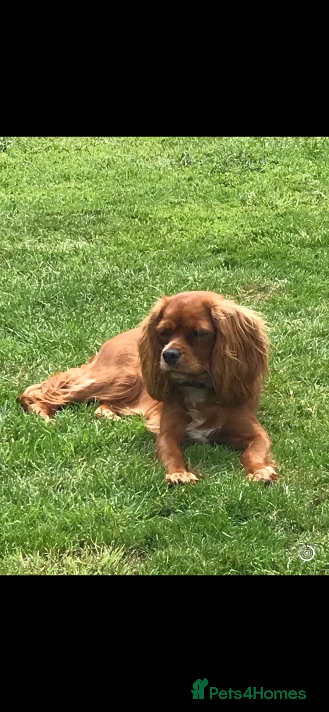 Cavapoo dogs for sale: Cavapoo puppies - Advert 2