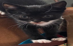Mixed Breed cats for sale: 3x tuxedo 1x all black kittens - Image 25