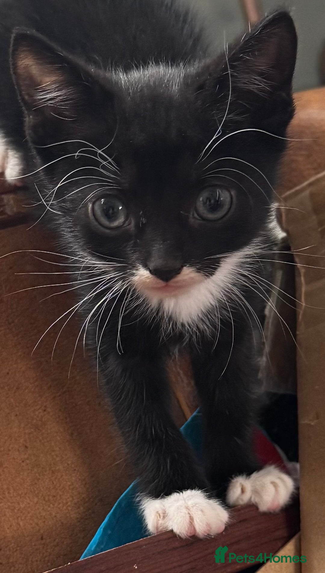 Mixed Breed cats for sale: 3x tuxedo 1x all black kittens - Image 25