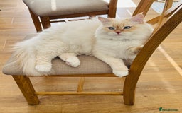 Siberian cats for sale: Loving Siberian Male for rehoming - Image 7