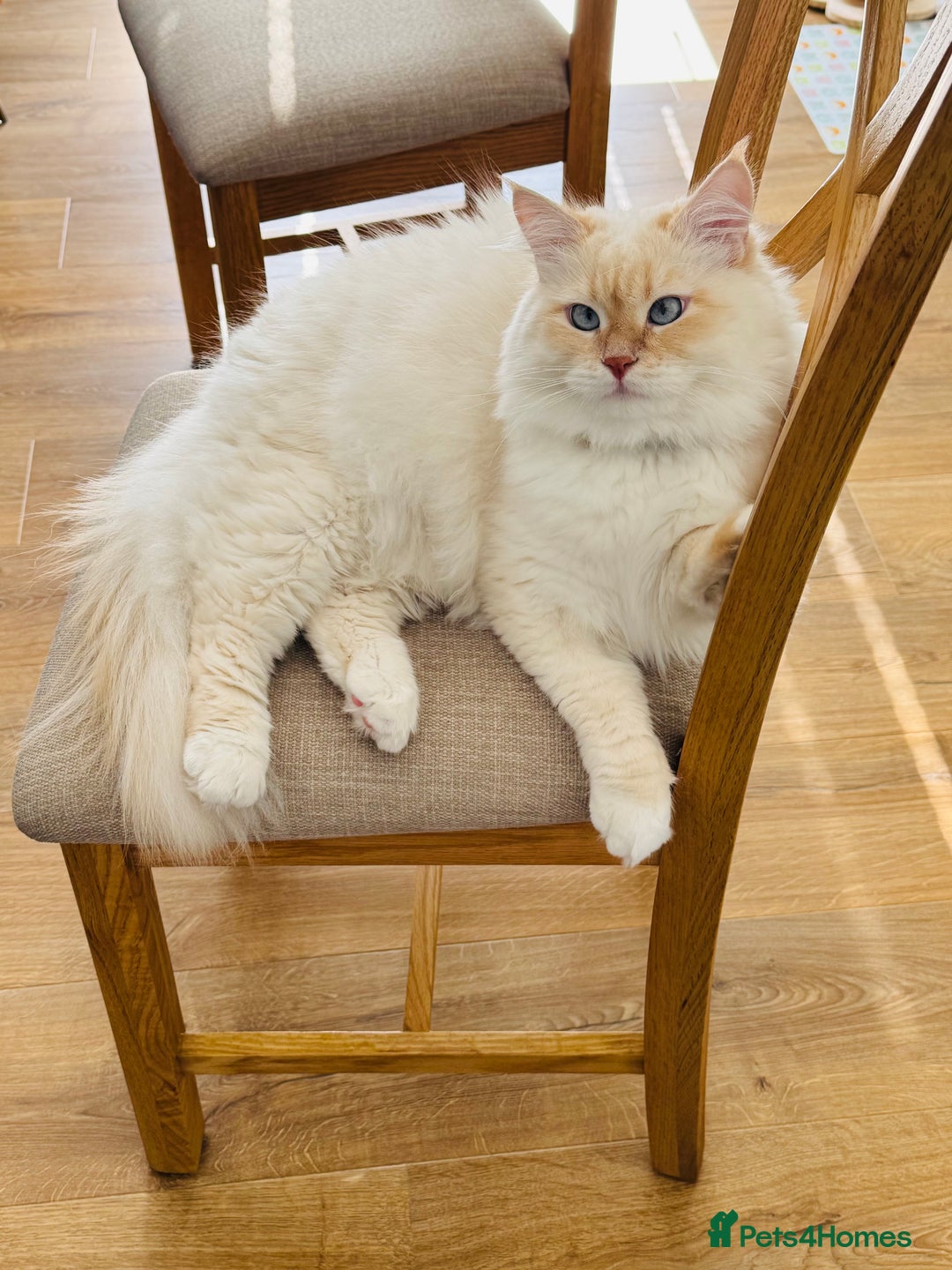 Siberian cats for sale: Loving Siberian Male for rehoming - Image 7