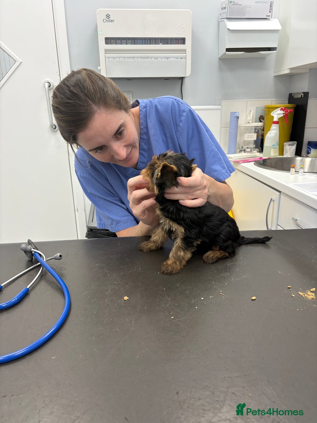 Yorkshire Terrier dogs for sale: Outstanding KC reg purebred Yorkshire terriers - Image 10
