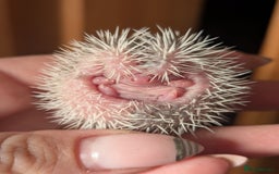 Pygmy Hedgehog rodents for sale: Gorgeous APH hedgehogs  - Image 11