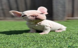 French Bulldog dogs for sale: Beautiful pups- Ready to leave 🏡 - Image 3
