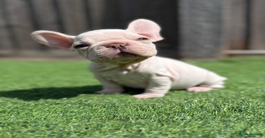 French Bulldog dogs - Advert 9