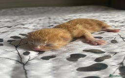 Domestic Shorthair cats for sale: 2 Ginger male kittens available  - Image 20