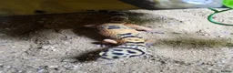 Leopard Gecko reptiles for sale: Baby leopard geckos  - Advert 5