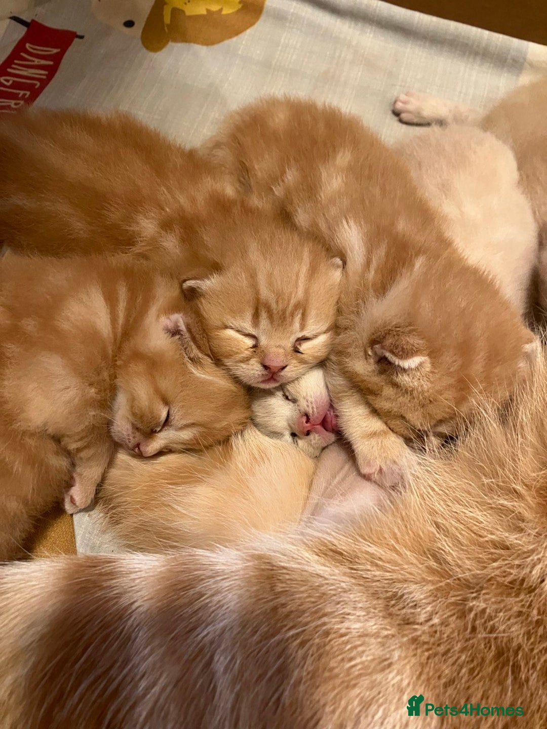 British Shorthair cats for sale: Rare colors British Shorthair kittens - Image 9