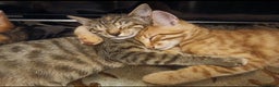 Mixed Breed cats for sale: G5 Asian Leopard Bengal X Kittens  - Advert 14
