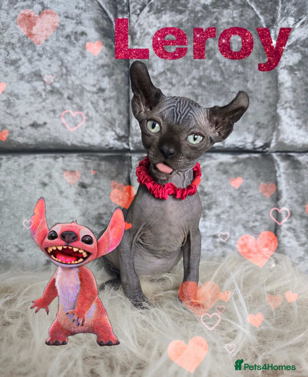 Sphynx cats for sale: 💙LITTLE BOY🩵Sphynx Kitten🩵TESTED 🐈  - Image 5