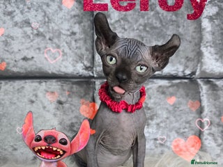 Sphynx cats - Advert 7